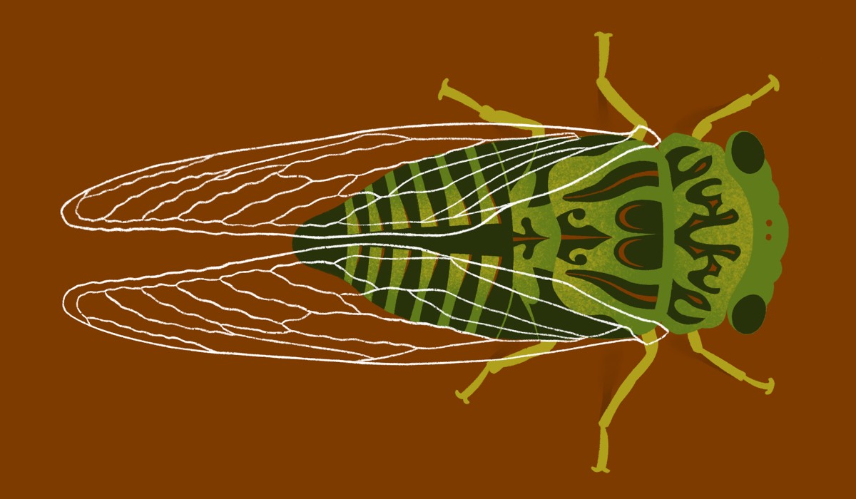 Cicada