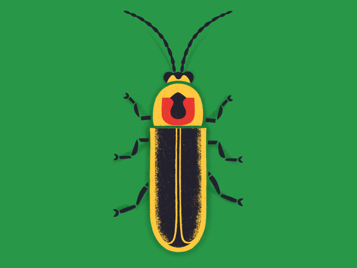 Firefly